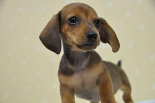 ミニチュアダックスフンド飼ってる人～!