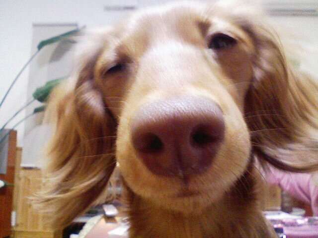 ミニチュアダックスフンド飼ってる人～!