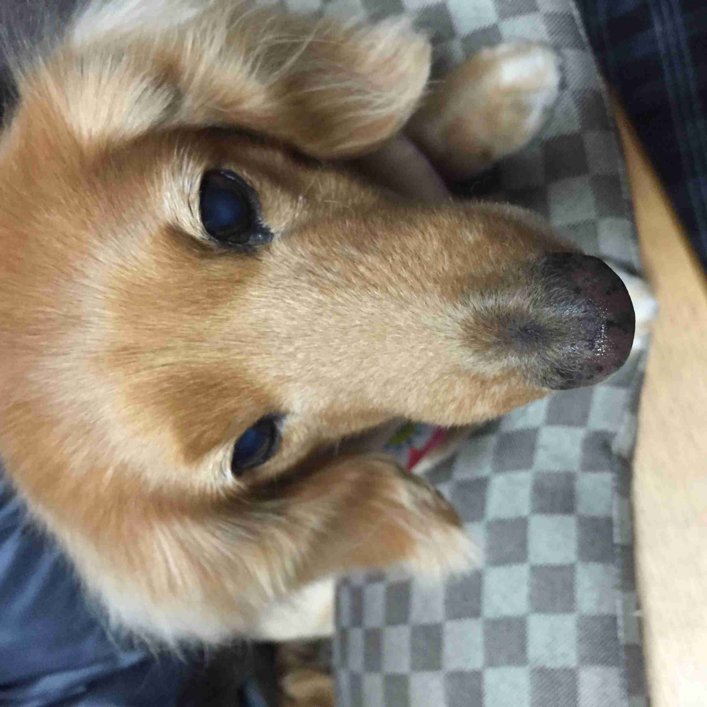 ミニチュアダックスフンド飼ってる人～!