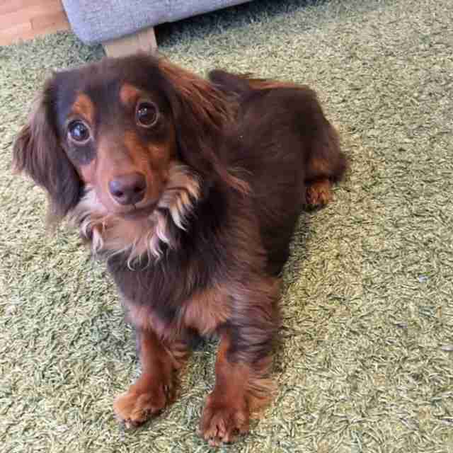 ミニチュアダックスフンド飼ってる人～!