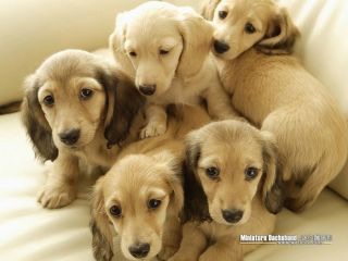 ミニチュアダックスフンド飼ってる人～!