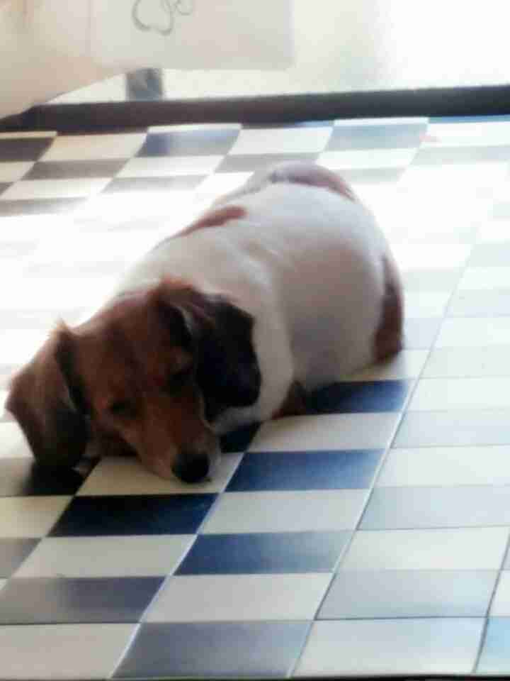 ミニチュアダックスフンド飼ってる人～!