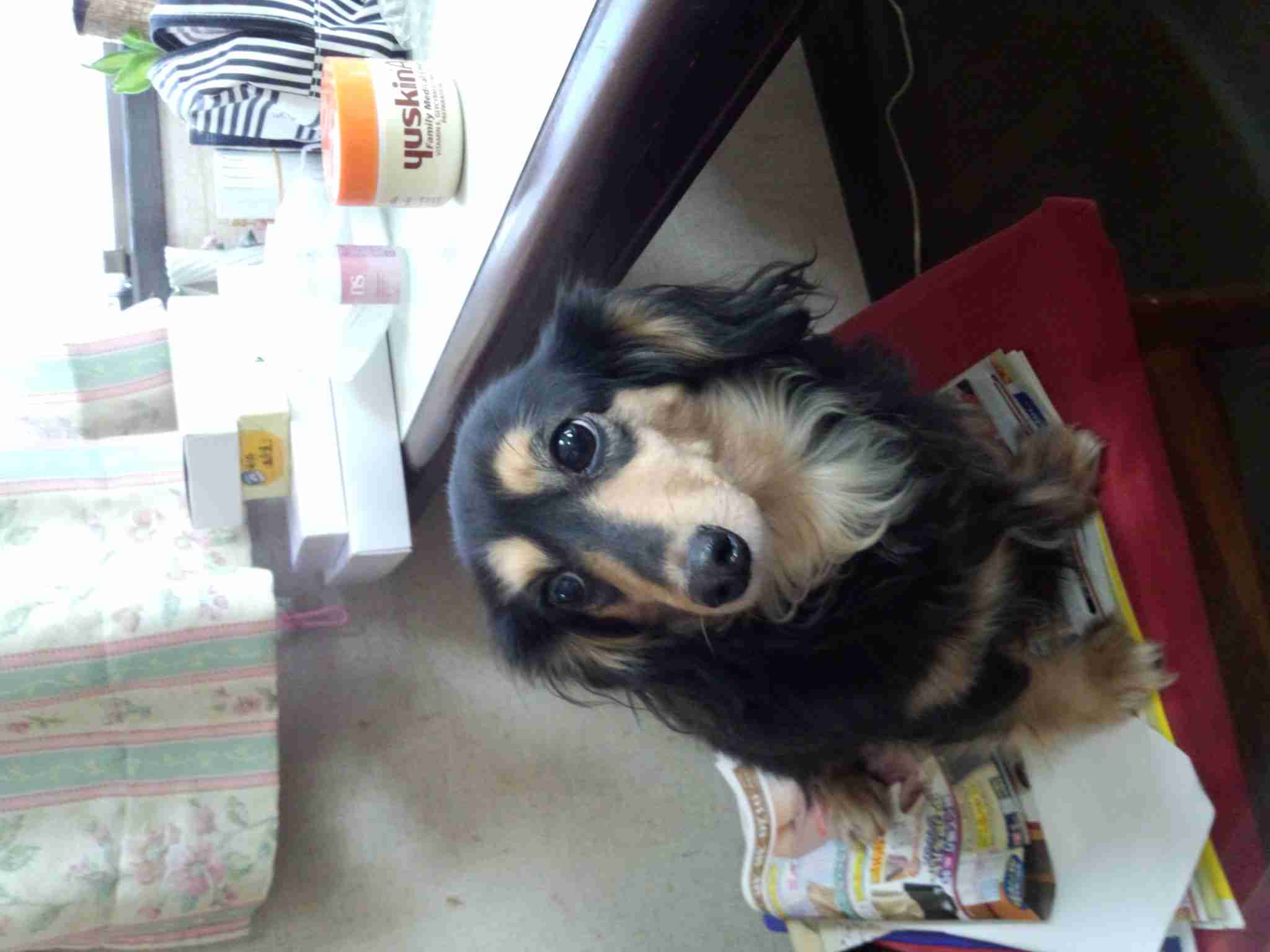 ミニチュアダックスフンド飼ってる人～!