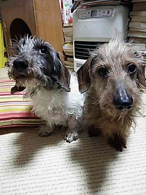 ミニチュアダックスフンド飼ってる人～!