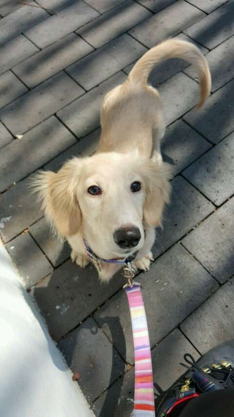 ミニチュアダックスフンド飼ってる人～!