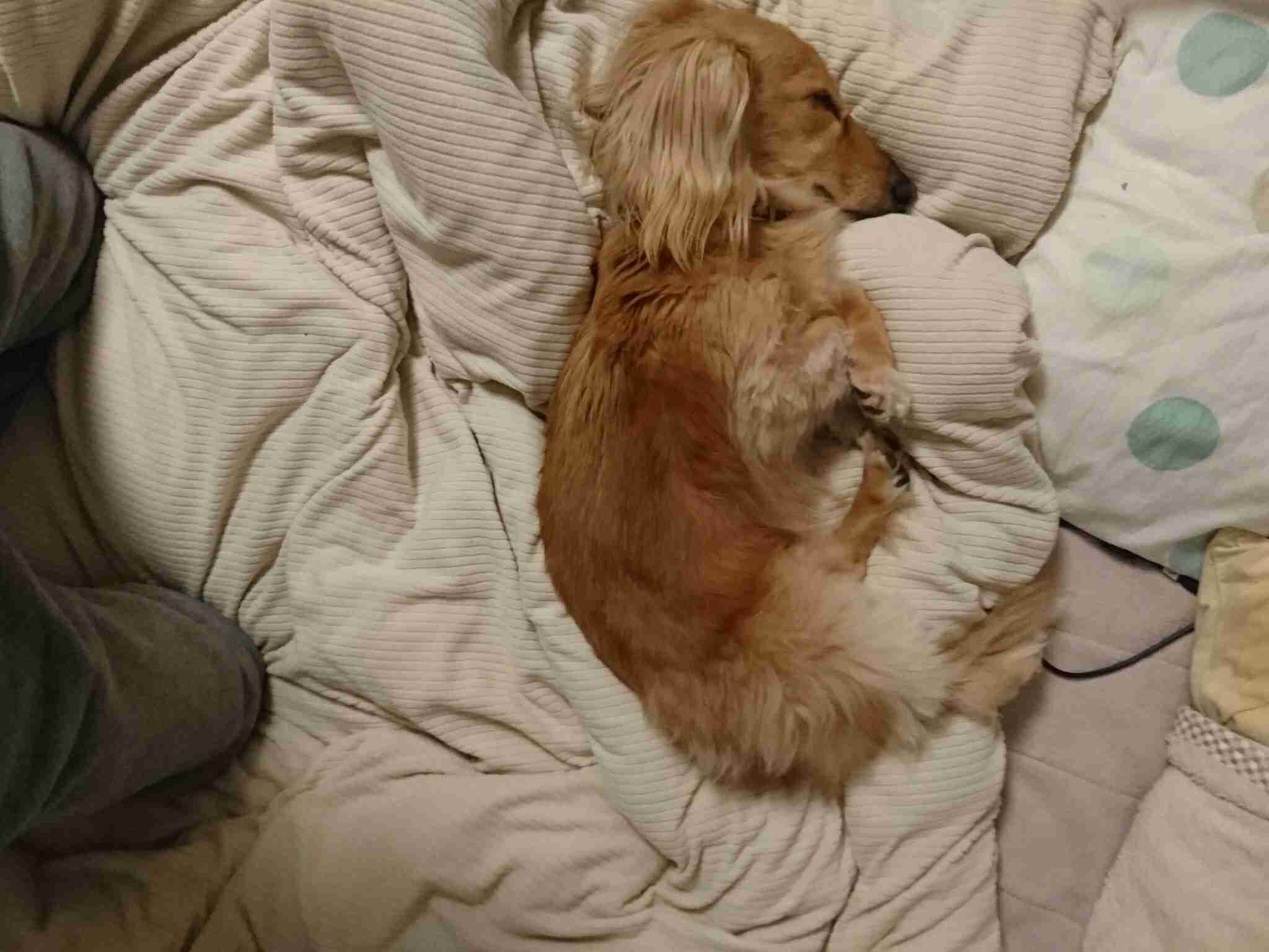 ミニチュアダックスフンド飼ってる人～!