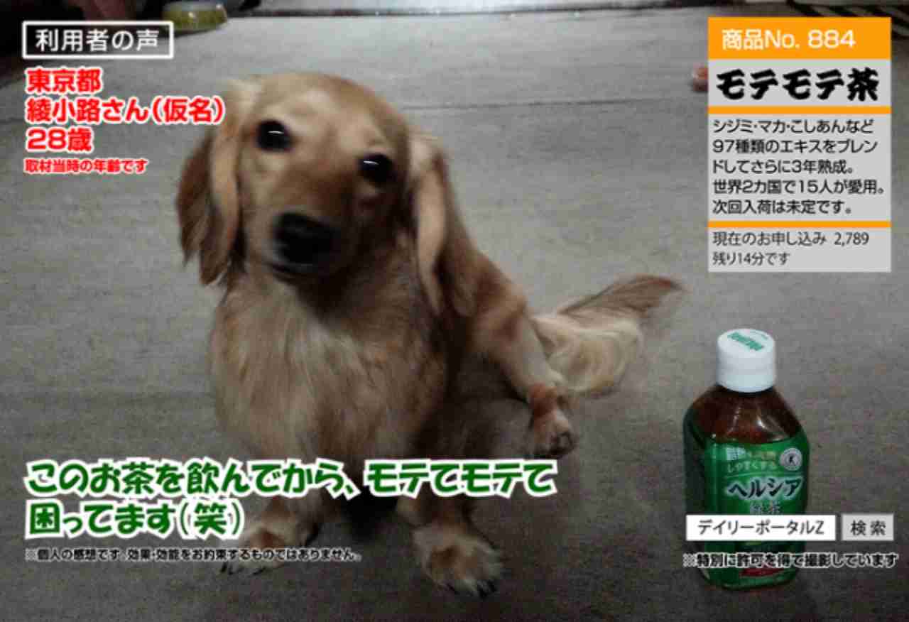 ミニチュアダックスフンド飼ってる人～!