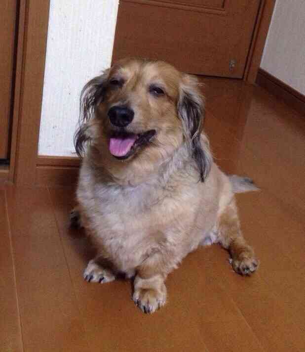 ミニチュアダックスフンド飼ってる人～!