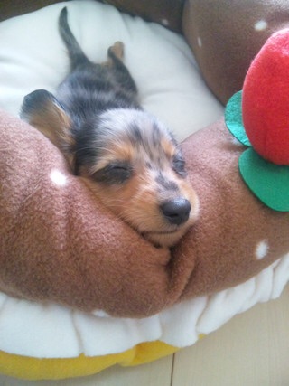 ミニチュアダックスフンド飼ってる人～!