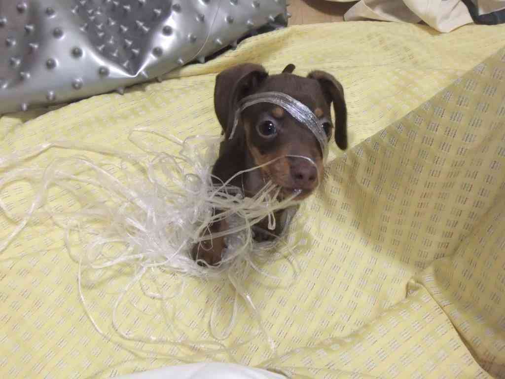 ミニチュアダックスフンド飼ってる人～!