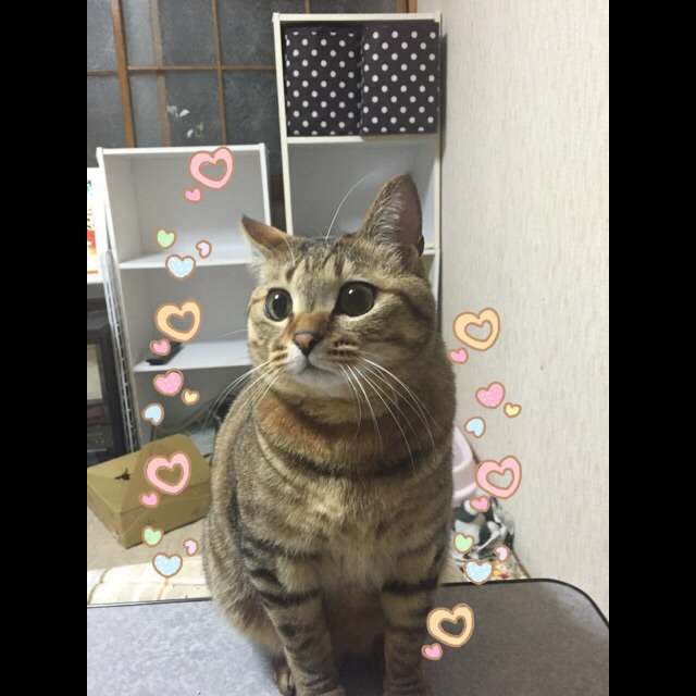 ペットの抜け毛対策