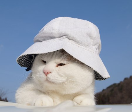 ペットの抜け毛対策