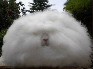 ペットの抜け毛対策