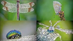 【閲覧注意】もし虫の世界にガルちゃんがあったら立ちそうなトピ