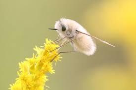 【閲覧注意】もし虫の世界にガルちゃんがあったら立ちそうなトピ
