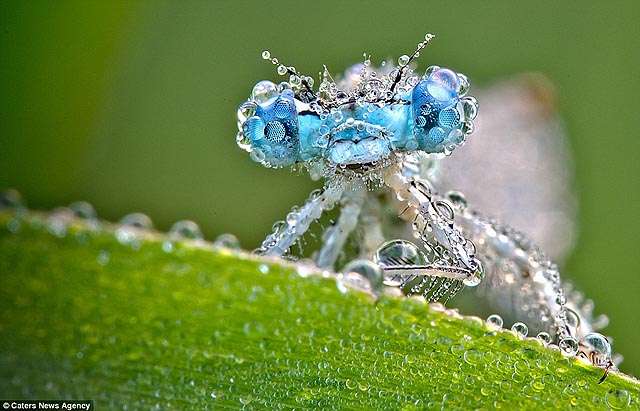 【閲覧注意】もし虫の世界にガルちゃんがあったら立ちそうなトピ