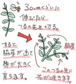 ガーデニングが趣味な人【Part 3】