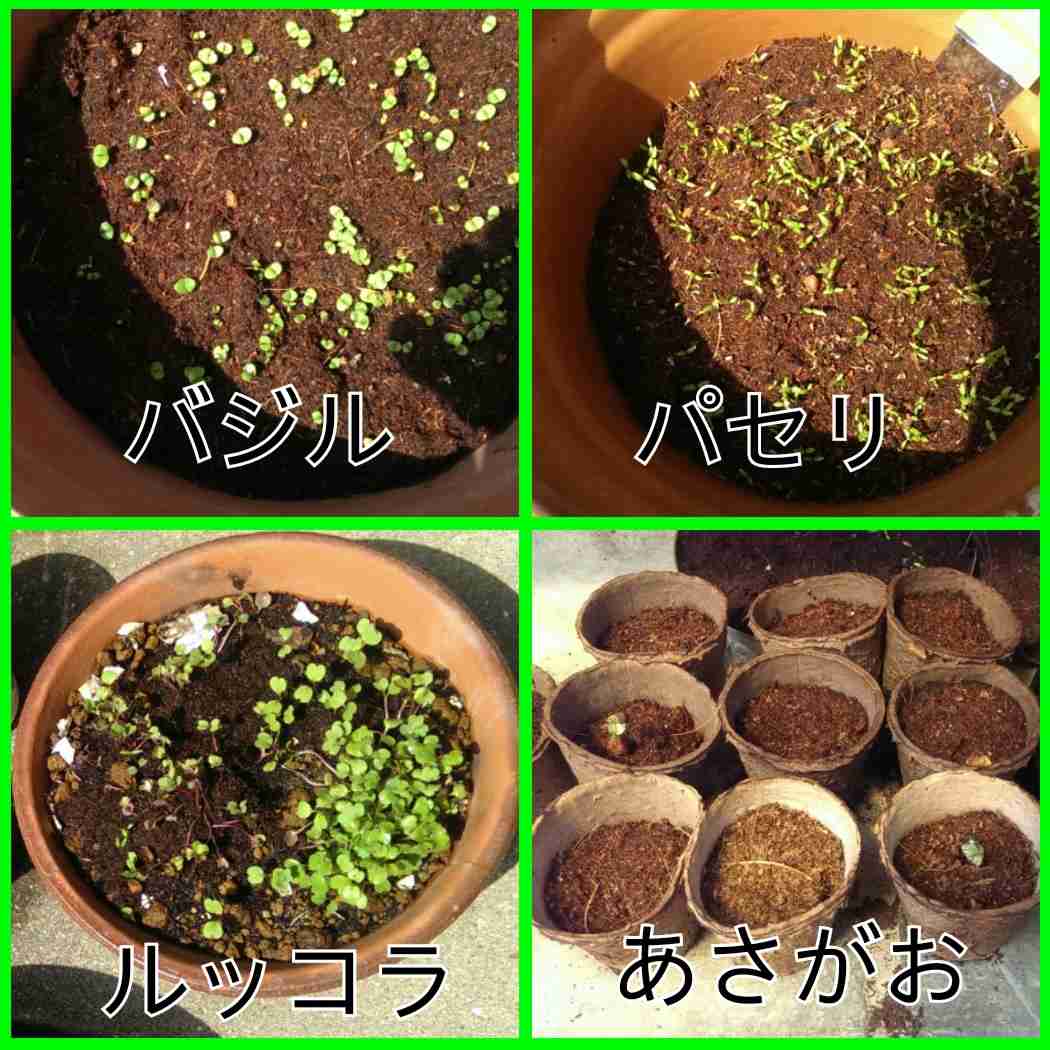 ガーデニングが趣味な人【Part 3】
