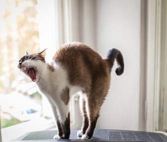 猫背の治し方