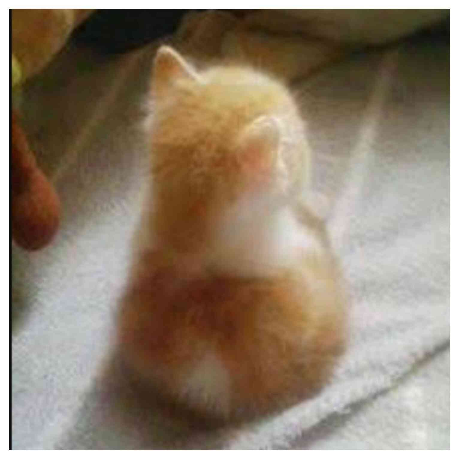 猫背の治し方