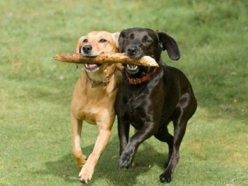 動物画像を貼って運動会開催するトピ