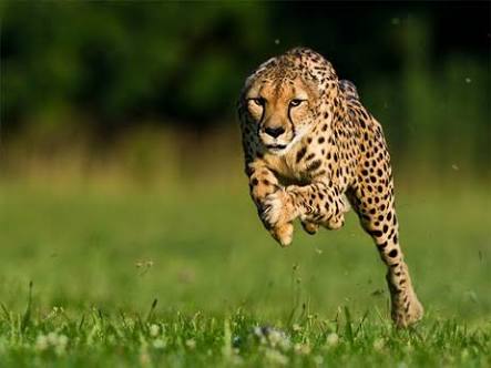 動物画像を貼って運動会開催するトピ