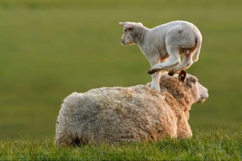 動物画像を貼って運動会開催するトピ
