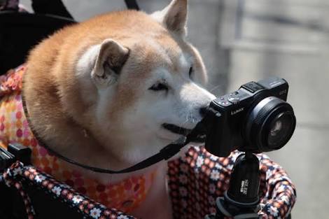 動物画像を貼って運動会開催するトピ