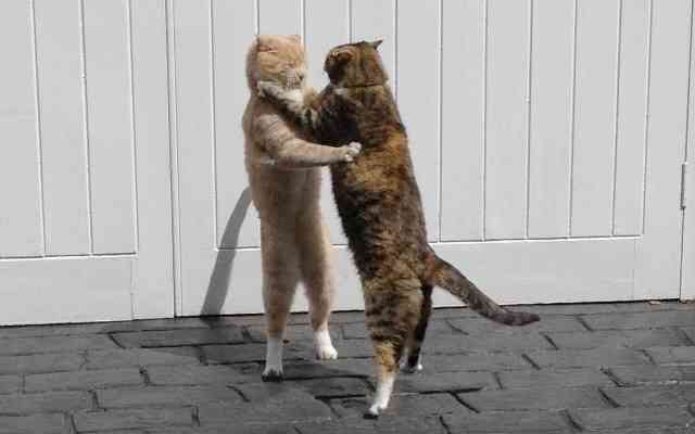 動物画像を貼って運動会開催するトピ
