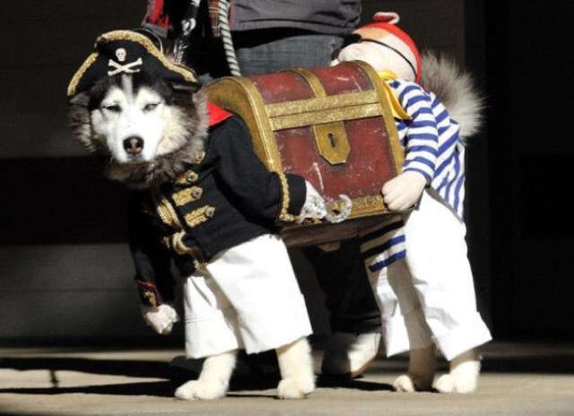 動物画像を貼って運動会開催するトピ
