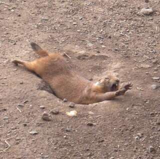 動物画像を貼って運動会開催するトピ