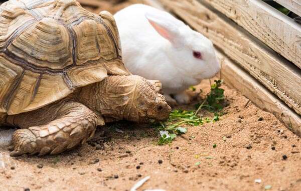 動物画像を貼って運動会開催するトピ