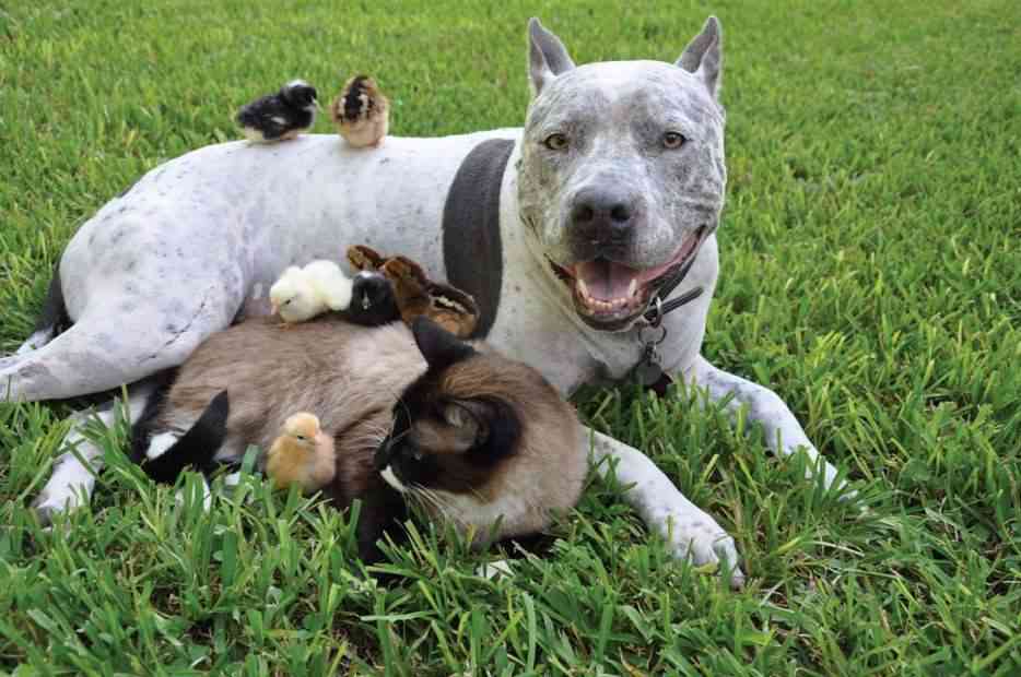 動物画像を貼って運動会開催するトピ