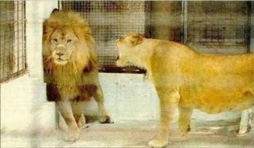 動物画像を貼って運動会開催するトピ