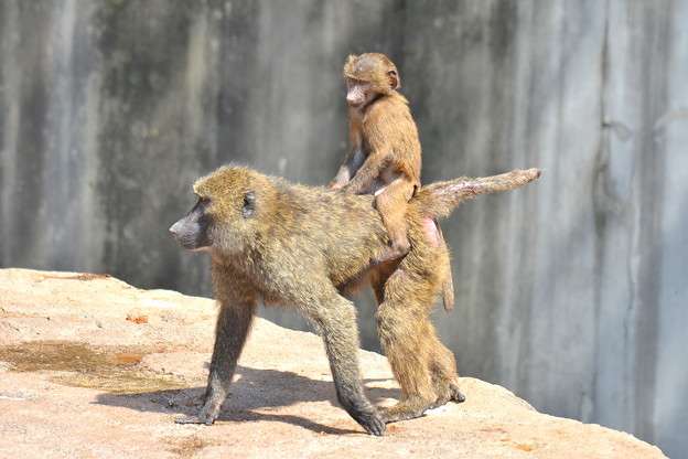 動物画像を貼って運動会開催するトピ