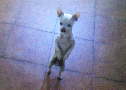 動物画像を貼って運動会開催するトピ