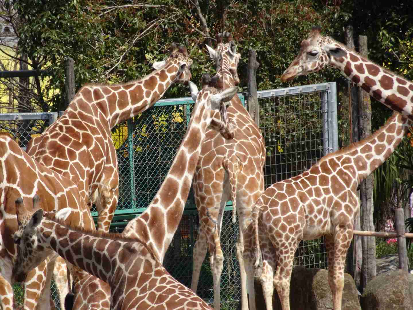 動物画像を貼って運動会開催するトピ