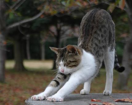 動物画像を貼って運動会開催するトピ