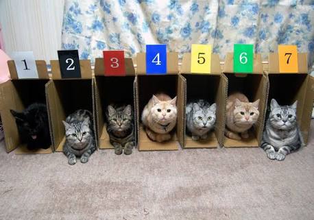 動物画像を貼って運動会開催するトピ