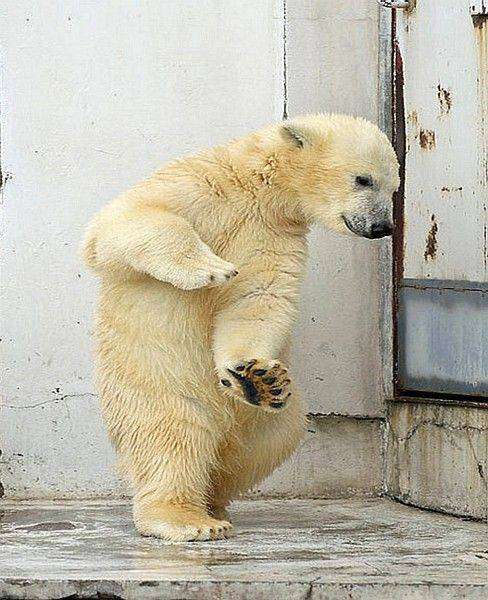 動物画像を貼って運動会開催するトピ