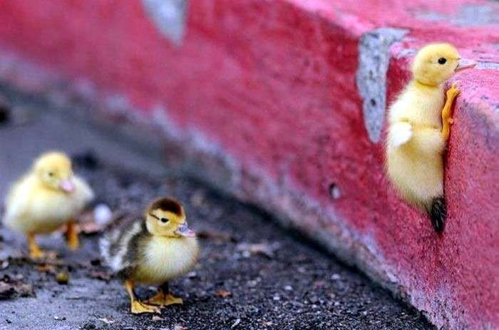 動物画像を貼って運動会開催するトピ