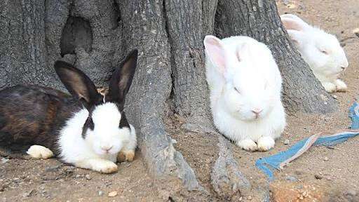 動物画像を貼って運動会開催するトピ