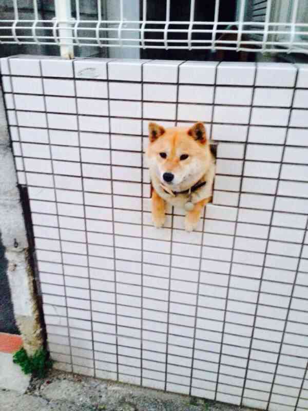 動物画像を貼って運動会開催するトピ