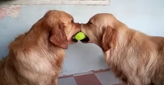 動物画像を貼って運動会開催するトピ