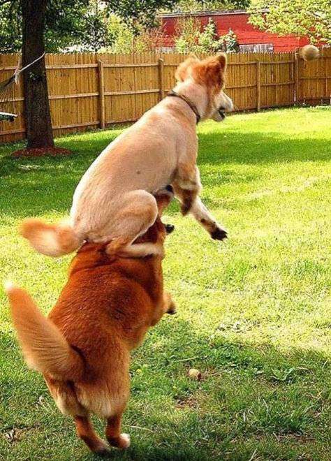 動物画像を貼って運動会開催するトピ