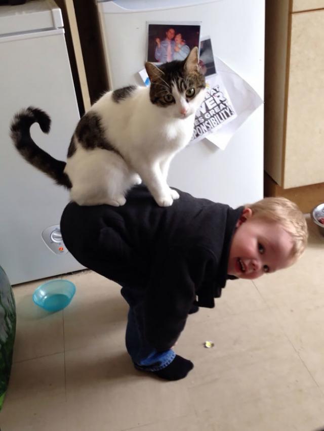 動物画像を貼って運動会開催するトピ