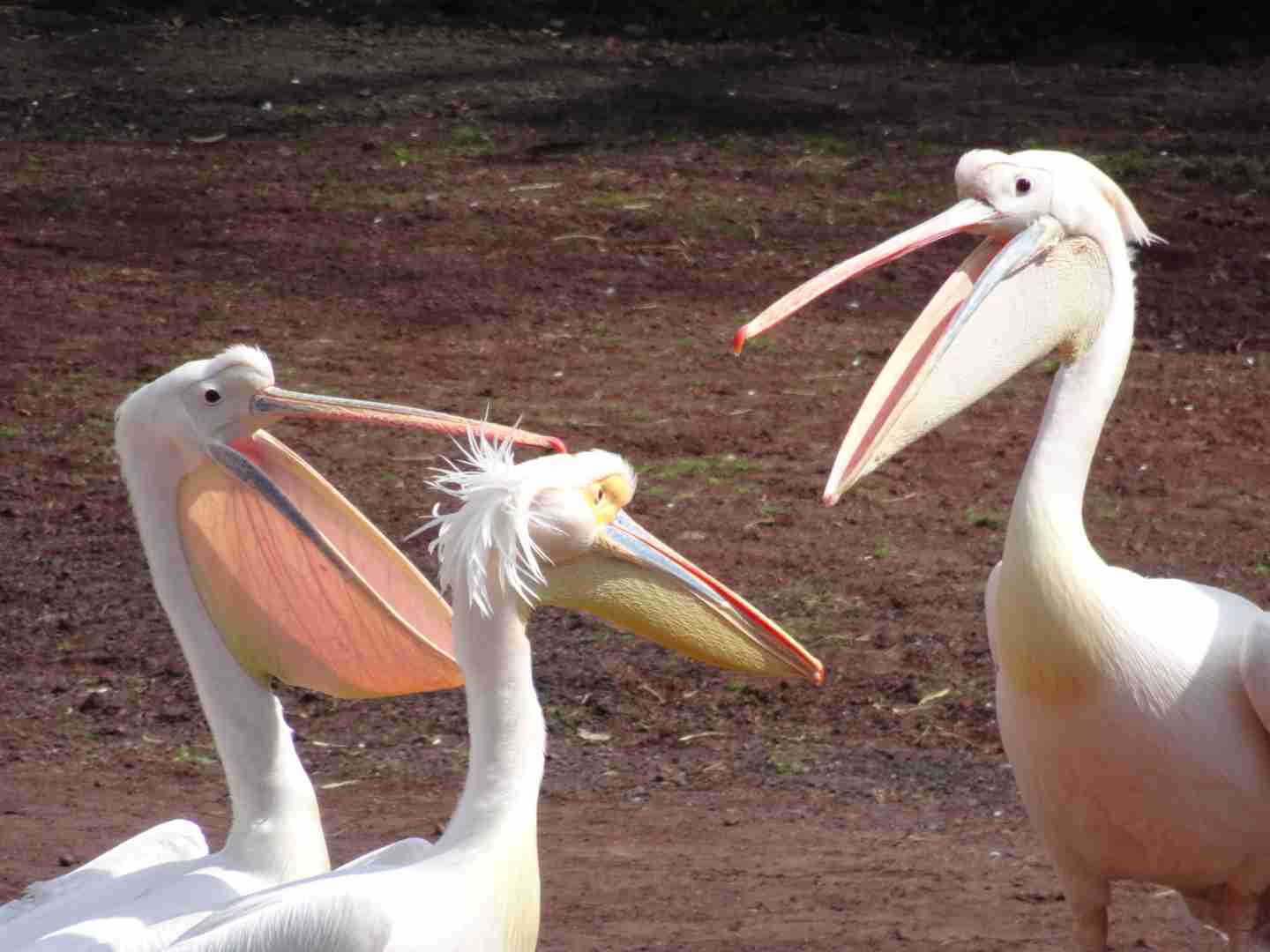 動物画像を貼って運動会開催するトピ