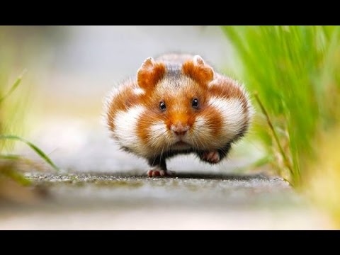 動物画像を貼って運動会開催するトピ