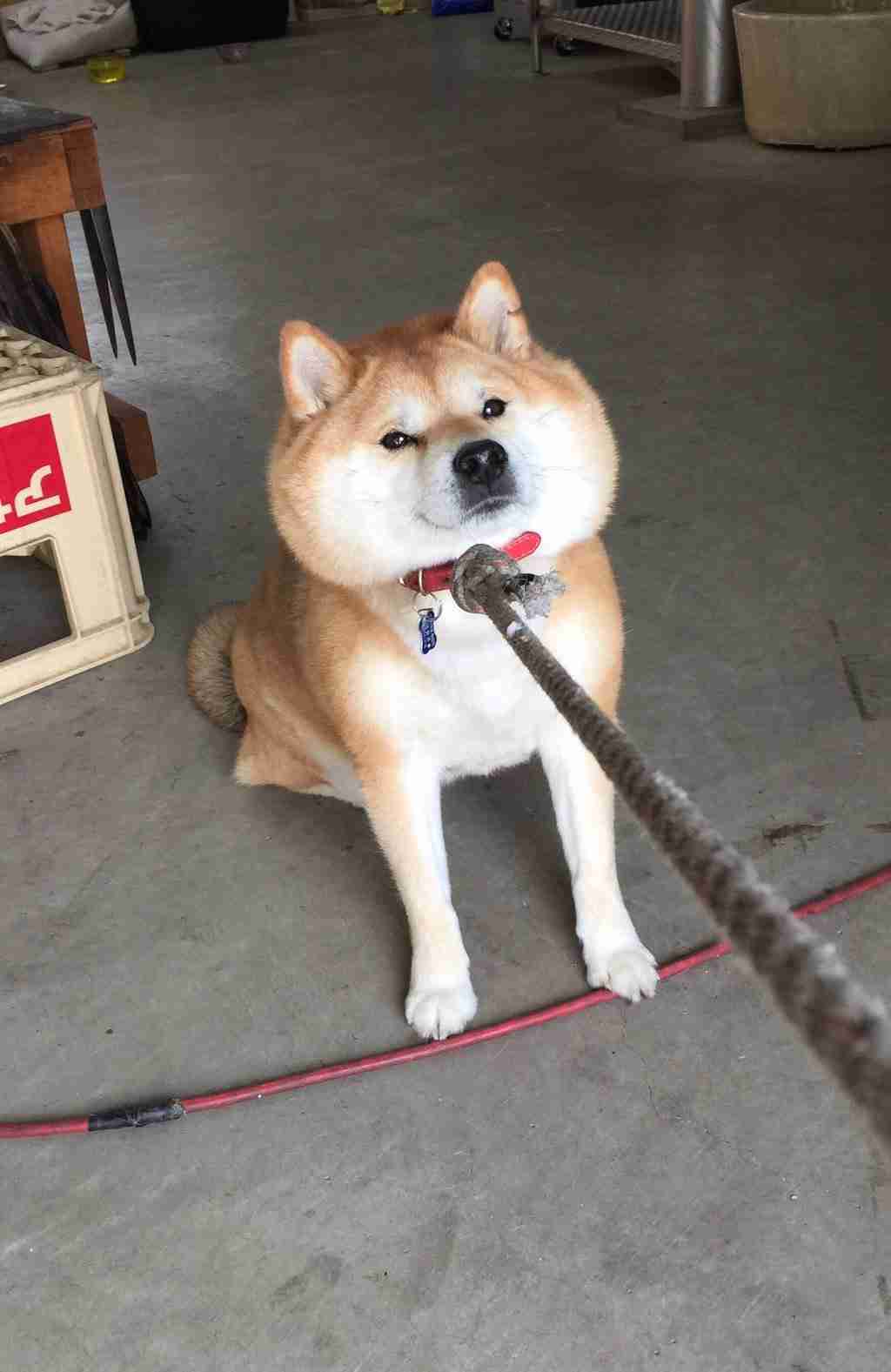 動物画像を貼って運動会開催するトピ