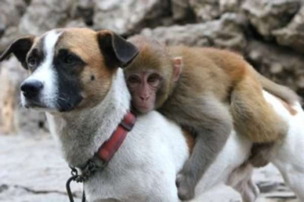 動物画像を貼って運動会開催するトピ